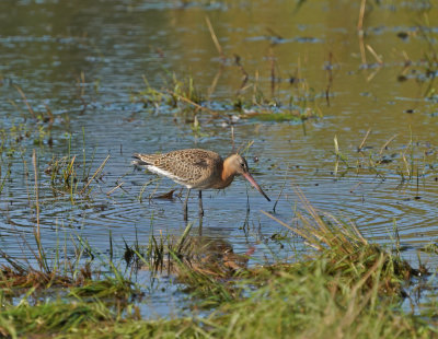 Black-tailed Godwit