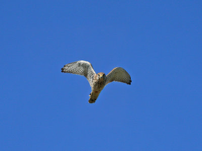 Common Kestrel