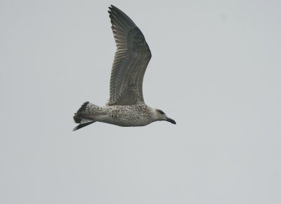 Herring Gull