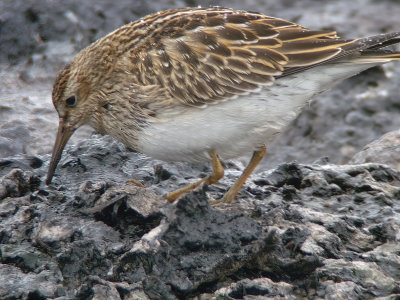 Pectoral Sandpiper