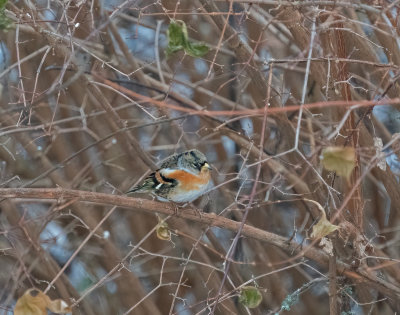 Brambling