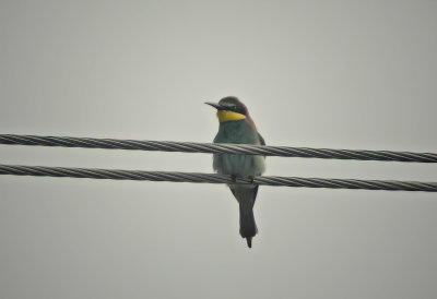 European Bee-eater Dalarna