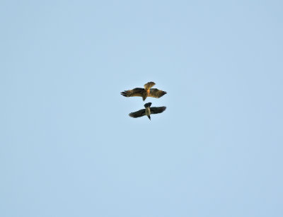 Booted eagle (Hieraaetus pennatus)Uppland