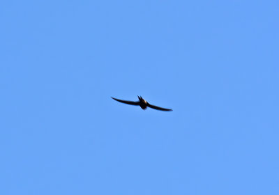 Fork-tailed swift (Apus pacificus)Dalarna