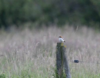 Woodchat shrike Uppland