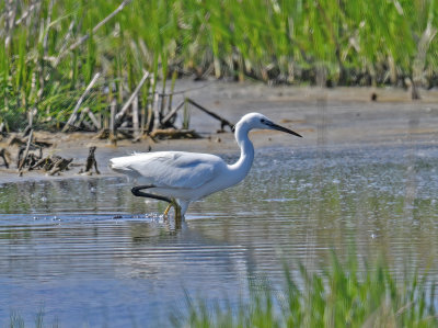 Little Egret Öland