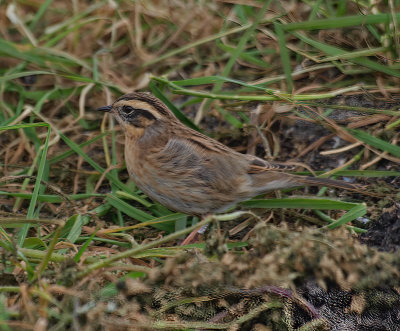 Black-throated accentor(Prunella atrogularis)Öland