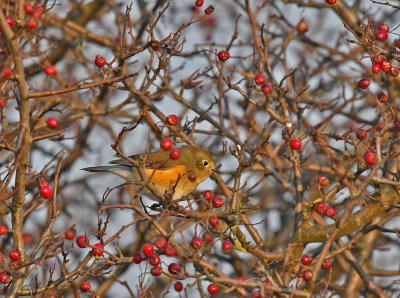 Red-flanked Bluetail Gotland