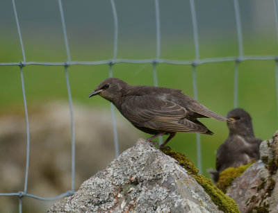 Common starling (Faroensis)