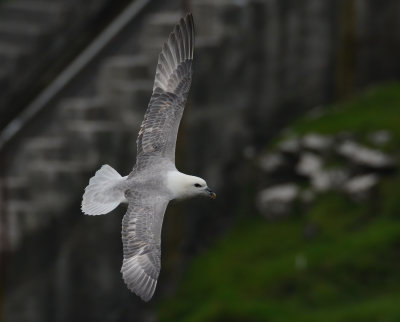 Fulmar