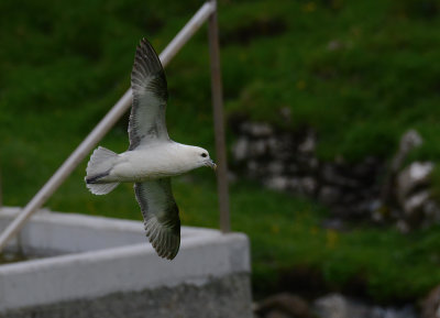 Fulmar