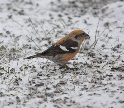 Two-barred crossbill (Loxia leucoptera)