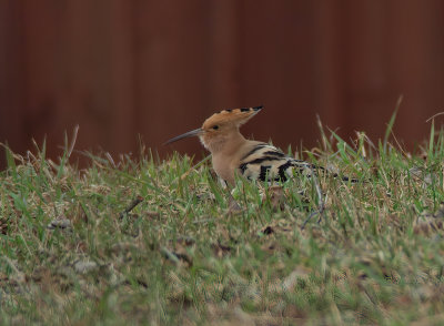 Eurasian hoopoe (Upupa epops)Dalarna