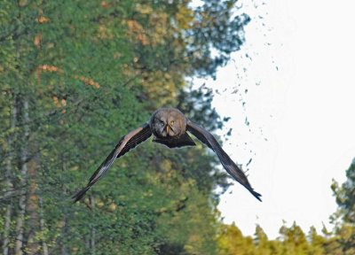 Great grey owl (Strix nebulosa)Dalarna