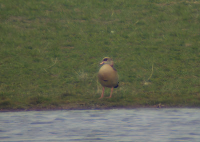 Nilgås