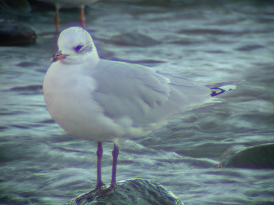 Mediterranean gull (Larus melanocephalus)Västergötland