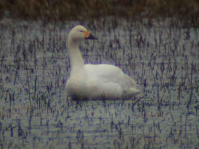 Tundra swan (Cygnus colombianus)Dalarna