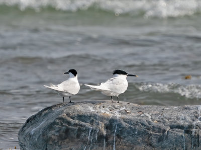 Sandwich Tern