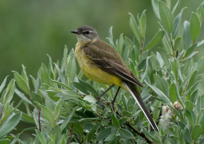 Yellow Wagtail