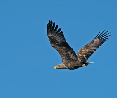 	White-tailed Eagle