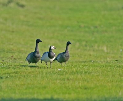 Brent Goose and Barnacle Goose