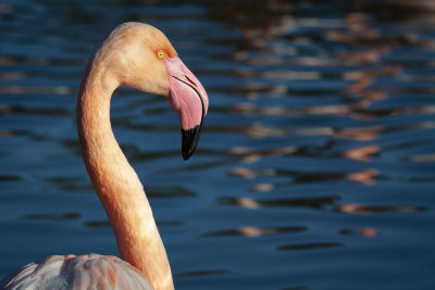 Flamands roses