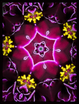 African Violet