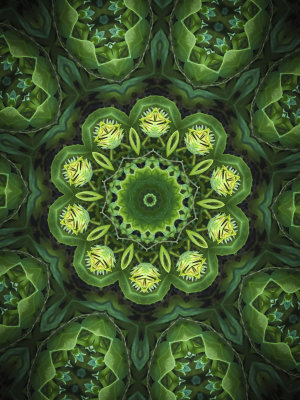 African Daisy Buds
