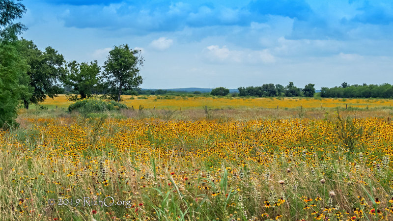 Black Eyed Susans 