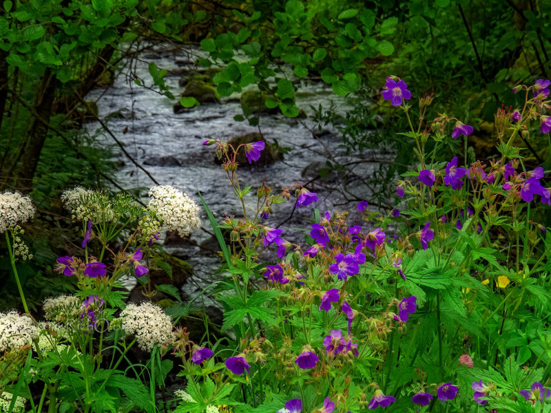 Breitnau Mountain Stream Wildflowers