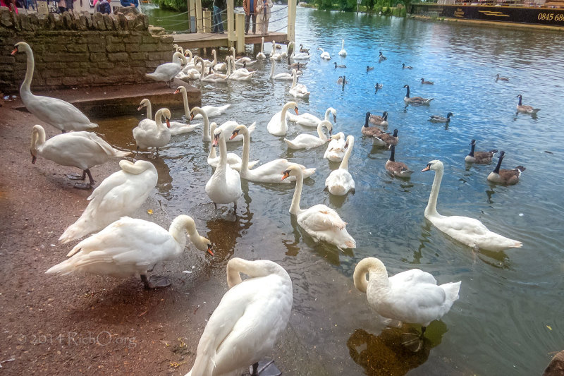 WindsorCastle-ThamesRiverCruise-Swans