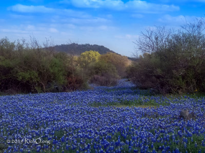 Texas Wildflower Report 2019