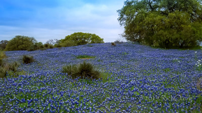 Somewhere over Bluebonnet Hill