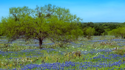 Under the Spreading Mesquite