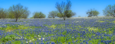 Poppies and Bluebonnets