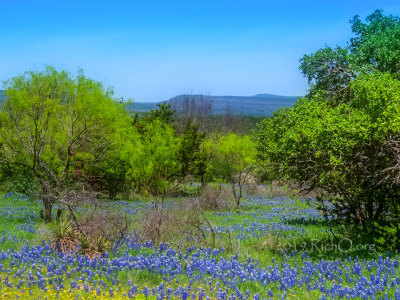 Hill Country Blue