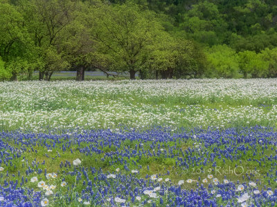 Poppies and Bluebonnets II