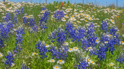 Last of the Bluebonnets