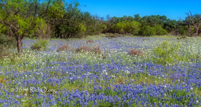 Bluebonnets and Poppies
