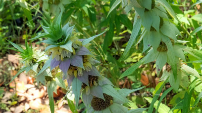 Monarda Punctata