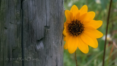 Peekaboo Sunflower