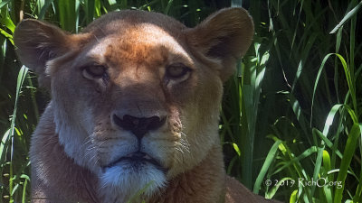 Lion Stare - Perth Zoo