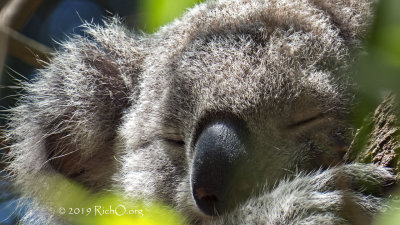 Happiness is a Nap in a Tree