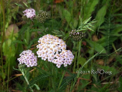 Achillea millefolium