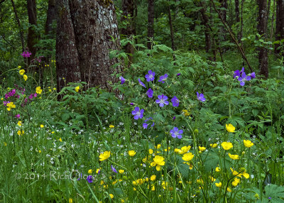 Breitnau-black-forest-wildflowers