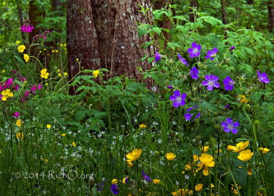 breitnau-forest-wildflower-scene