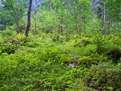 Königssee Obersee Forest Scene