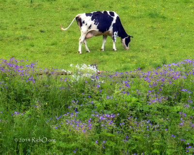 Cow in Pasture with Wildflowers