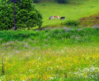 Breitnau Wildflower Pasture