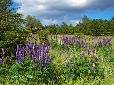 Lupine Meadow Bedburg